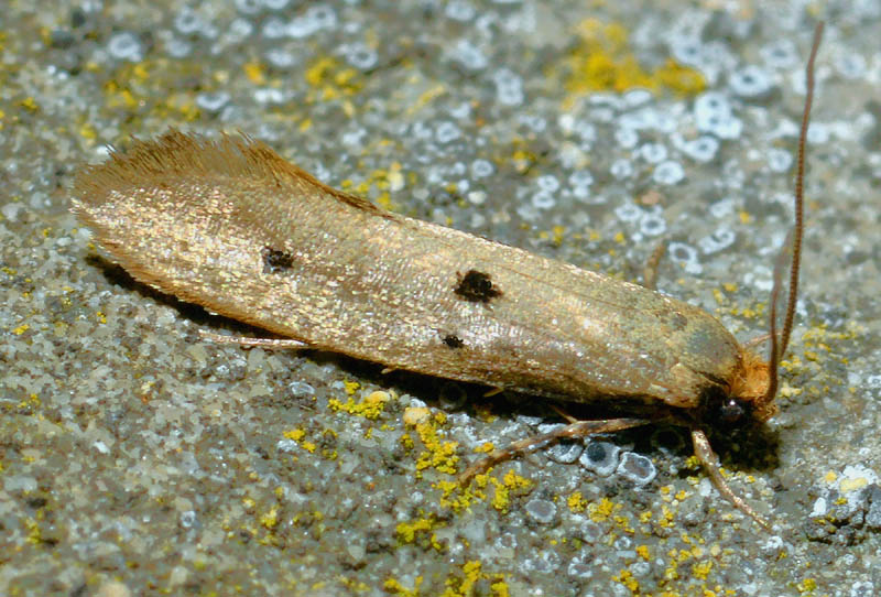 Tineidae 3 - Tinea trinotella